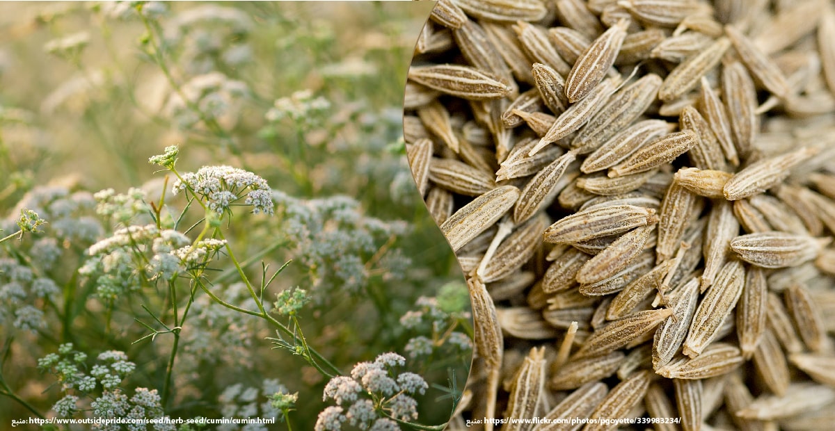 کشت زیره سبز در هندوستان: وضعیت کنونی و چشم‌اندازهای آینده