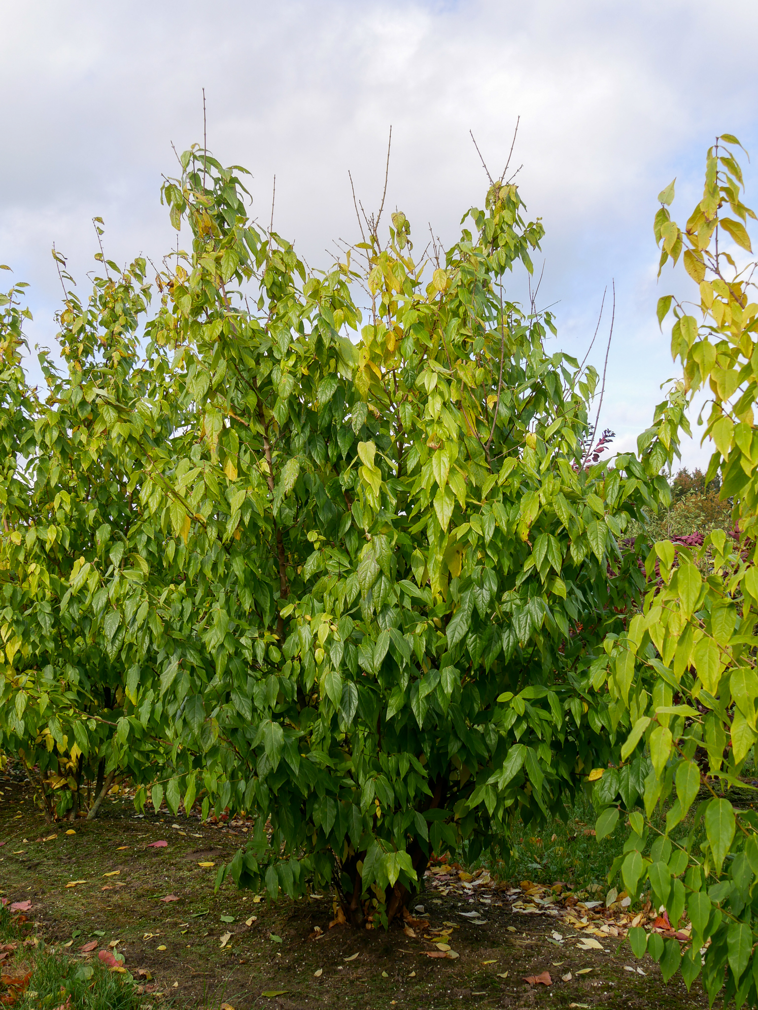 درختچه گل یخ: عطر زمستانه!