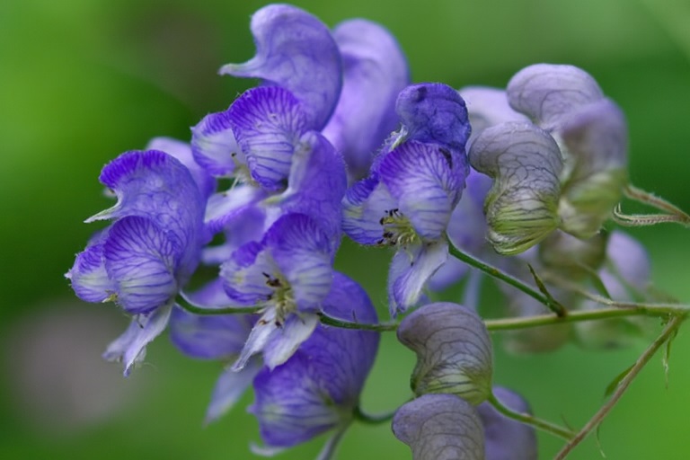 🌿 مشخصات گیاه اقونیطون